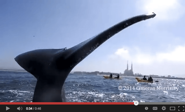 Balena incontri parma