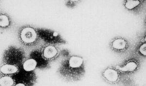 Coronavirus come comportarsi