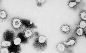 Coronavirus contagiato animale