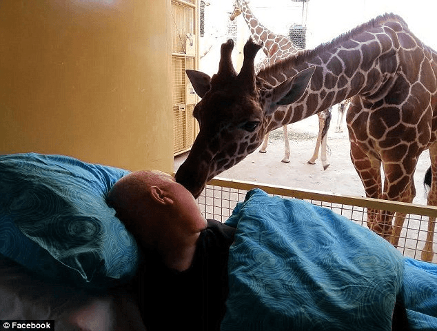 l'ultimo saluto della giraffa