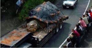 tartaruga gigante